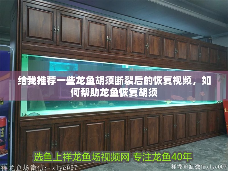 給我推薦一些龍魚胡須斷裂后的恢復視頻，如何幫助龍魚恢復胡須