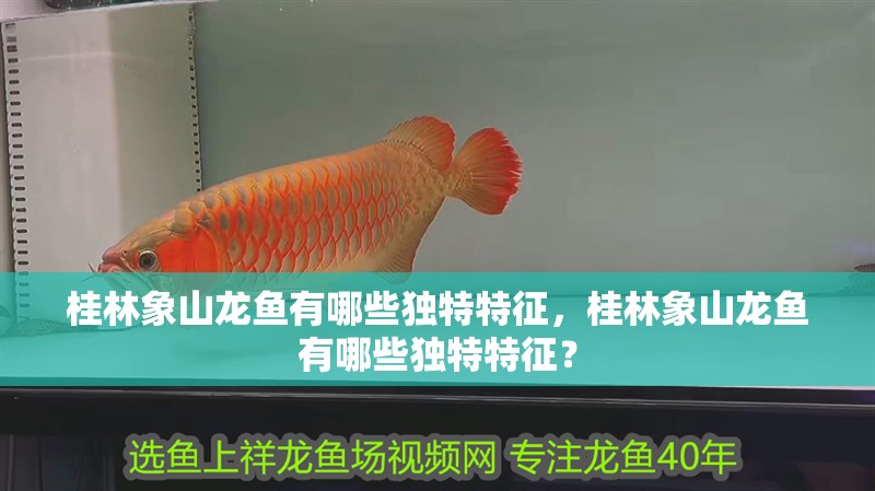 桂林象山龍魚有哪些獨特特征，桂林象山龍魚有哪些獨特特征？