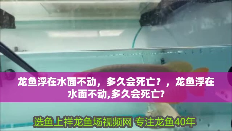 龍魚浮在水面不動，多久會死亡？，龍魚浮在水面不動,多久會死亡?