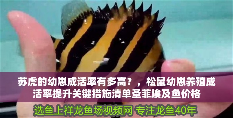 蘇虎的幼崽成活率有多高？，松鼠幼崽養(yǎng)殖成活率提升關(guān)鍵措施清單圣菲埃及魚價(jià)格