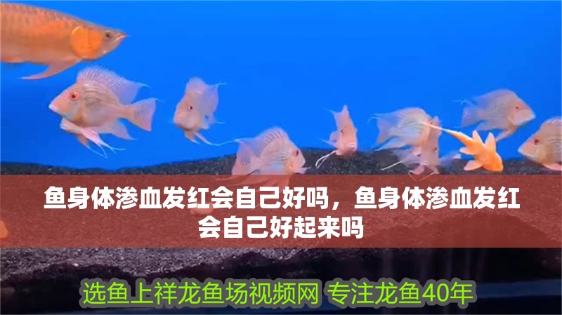 魚身體滲血發紅會自己好嗎，魚身體滲血發紅會自己好起來嗎
