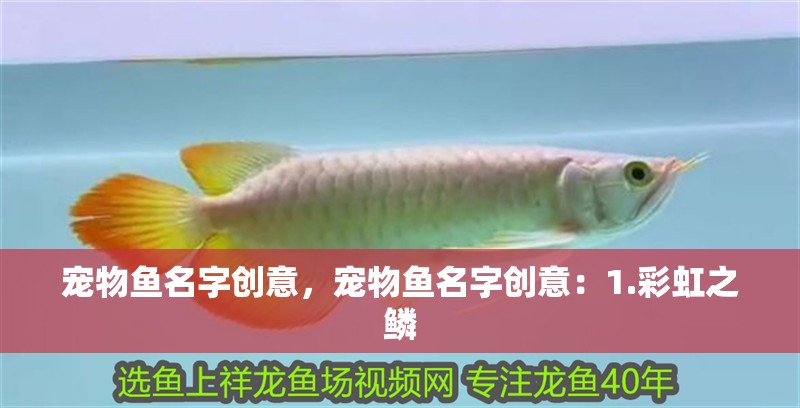 寵物魚名字創(chuàng)意，寵物魚名字創(chuàng)意：1.彩虹之鱗