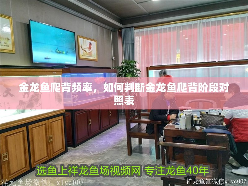 金龍魚爬背頻率，如何判斷金龍魚爬背階段對照表