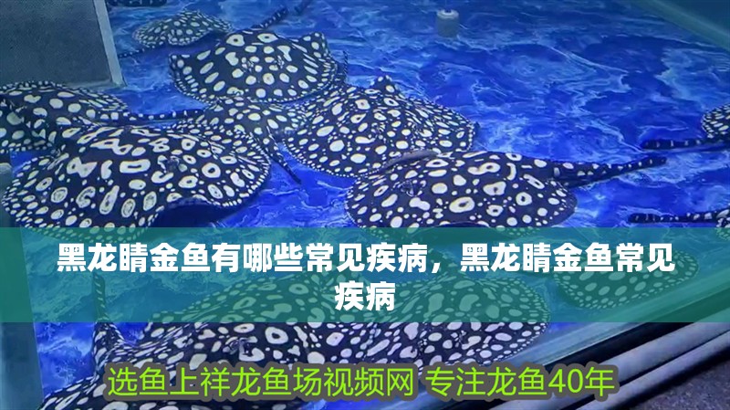 黑龍睛金魚有哪些常見疾病，黑龍睛金魚常見疾病