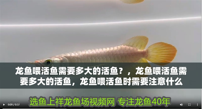 龍魚喂活魚需要多大的活魚？，龍魚喂活魚需要多大的活魚，龍魚喂活魚時(shí)需要注意什么
