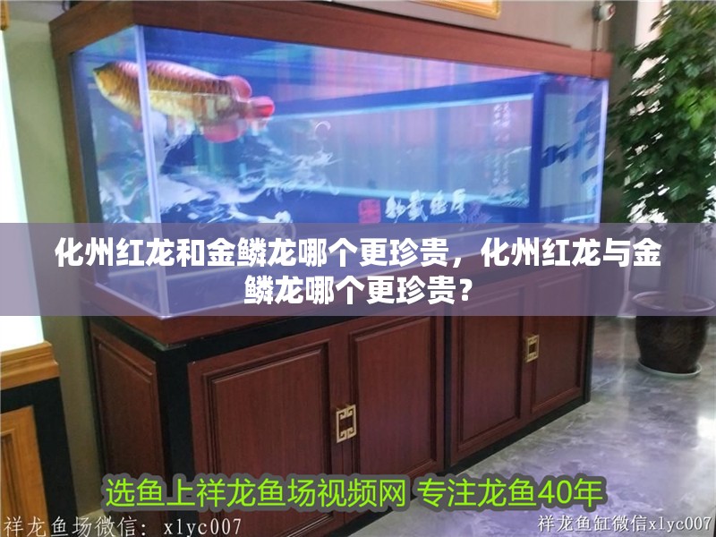 化州紅龍和金鱗龍哪個更珍貴，化州紅龍與金鱗龍哪個更珍貴？