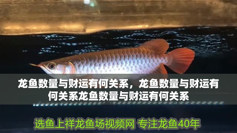 龍魚數量與財運有何關系，龍魚數量與財運有何關系龍魚數量與財運有何關系