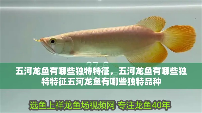 五河龍魚有哪些獨(dú)特特征，五河龍魚有哪些獨(dú)特特征五河龍魚有哪些獨(dú)特品種