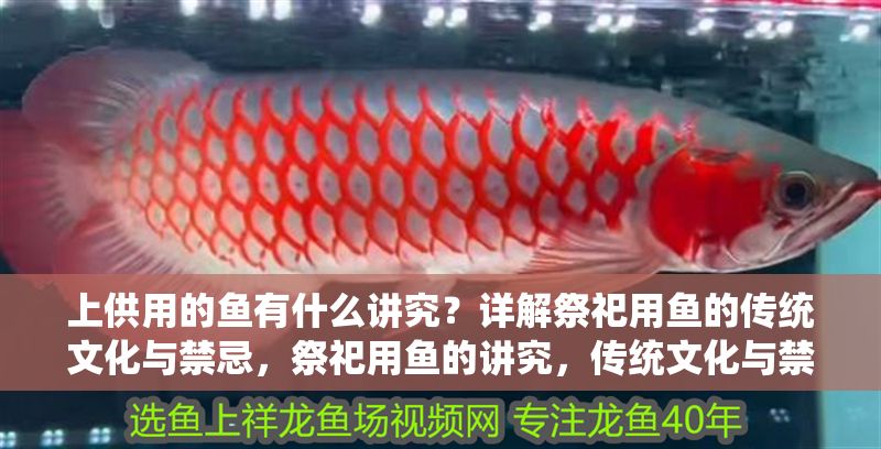 上供用的魚有什么講究？詳解祭祀用魚的傳統文化與禁忌，祭祀用魚的講究，傳統文化與禁忌全解析 上供用的魚有什么講究？詳解祭祀用魚的傳統文化與禁忌，祭祀用魚的講究，傳統文化與禁忌全解析 龍魚百科 第1張