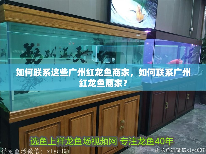 如何聯系這些廣州紅龍魚商家，如何聯系廣州紅龍魚商家？