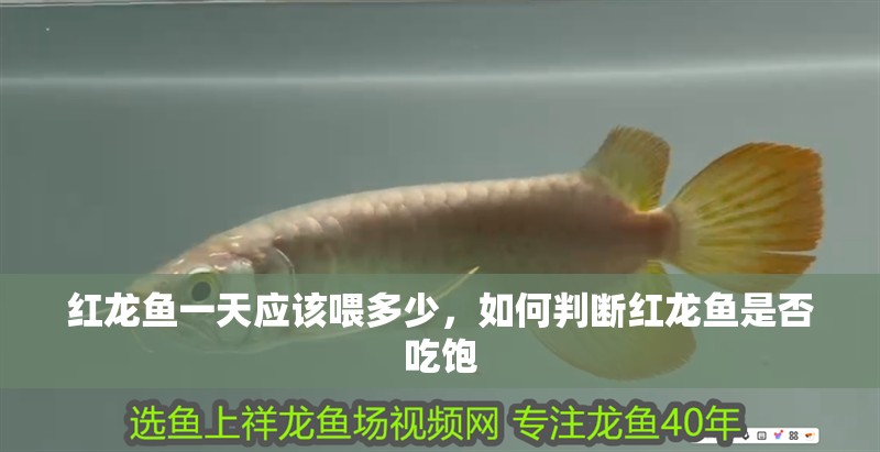 紅龍魚一天應該喂多少，如何判斷紅龍魚是否吃飽