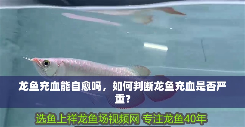 龍魚充血能自愈嗎，如何判斷龍魚充血是否嚴(yán)重？