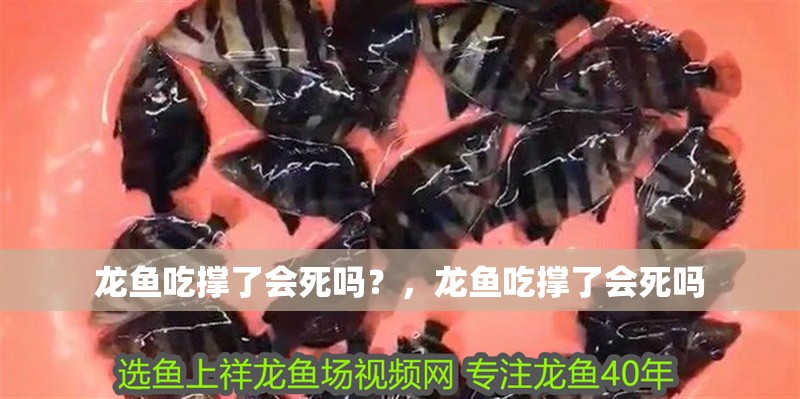龍魚吃撐了會死嗎？，龍魚吃撐了會死嗎