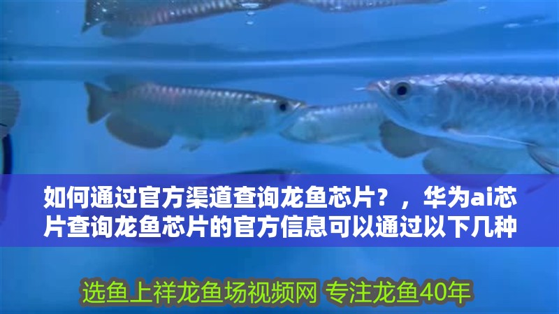 如何通過官方渠道查詢龍魚芯片?,華為ai芯片查詢龍魚芯片的官方信息可以通過以下幾種方式