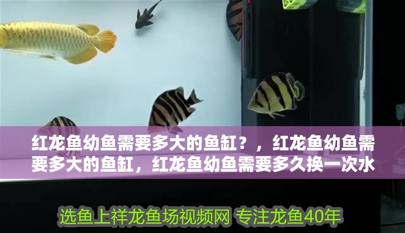 紅龍魚幼魚需要多大的魚缸？，紅龍魚幼魚需要多大的魚缸，紅龍魚幼魚需要多久換一次水