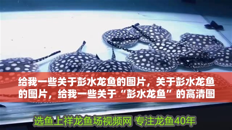 給我一些關(guān)于彭水龍魚的圖片，關(guān)于彭水龍魚的圖片，給我一些關(guān)于“彭水龍魚”的高清圖鑒清單