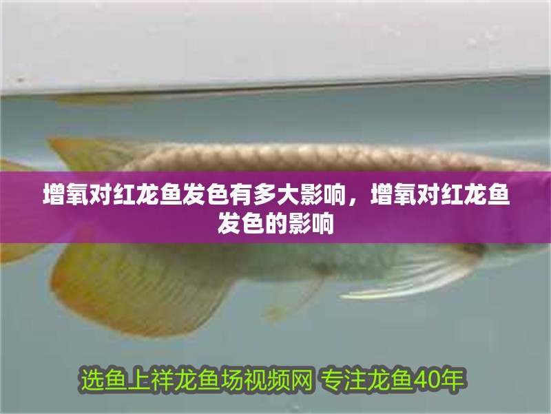 增氧對紅龍魚發色有多大影響，增氧對紅龍魚發色的影響