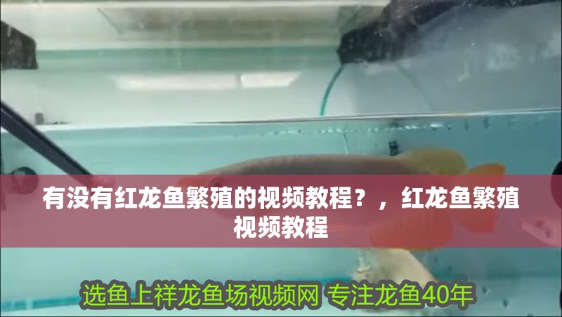 有沒有紅龍魚繁殖的視頻教程？，紅龍魚繁殖視頻教程