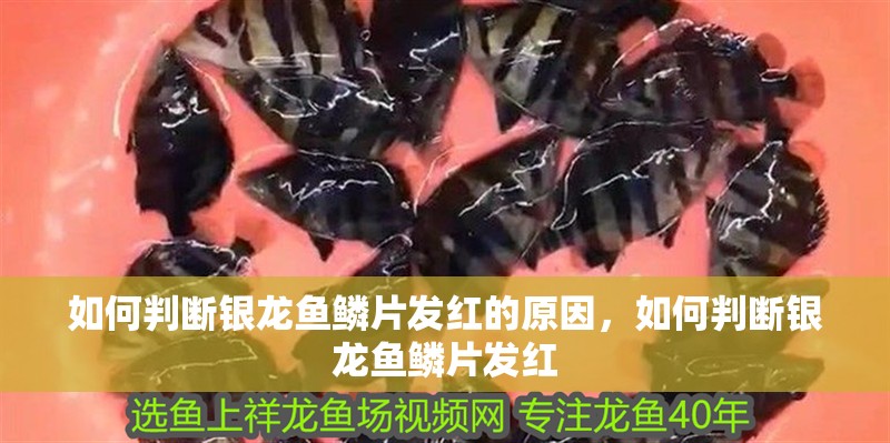 如何判斷銀龍魚鱗片發(fā)紅的原因，如何判斷銀龍魚鱗片發(fā)紅