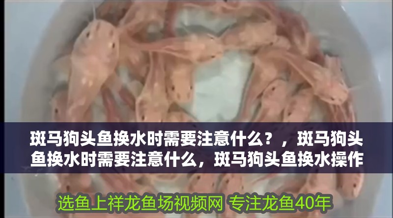 斑馬狗頭魚換水時需要注意什么？，斑馬狗頭魚換水時需要注意什么，斑馬狗頭魚換水操作checklist