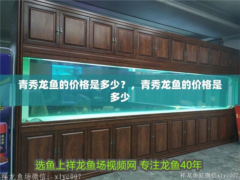 青秀龍魚的價格是多少？，青秀龍魚的價格是多少