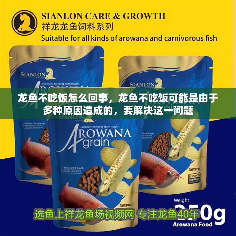 龍魚不吃飯怎么回事，龍魚不吃飯可能是由于多種原因造成的，要解決這一問題