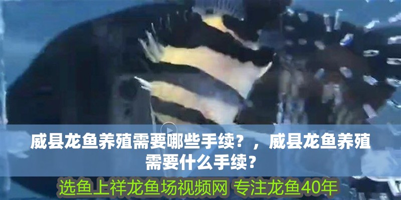 威縣龍魚養(yǎng)殖需要哪些手續(xù)？，威縣龍魚養(yǎng)殖需要什么手續(xù)？
