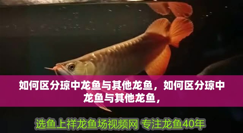 如何區(qū)分瓊中龍魚與其他龍魚，如何區(qū)分瓊中龍魚與其他龍魚，
