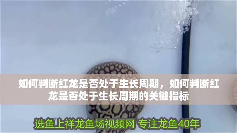 如何判斷紅龍是否處于生長(zhǎng)周期，如何判斷紅龍是否處于生長(zhǎng)周期的關(guān)鍵指標(biāo)
