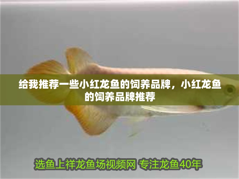 給我推薦一些小紅龍魚的飼養品牌，小紅龍魚的飼養品牌推薦