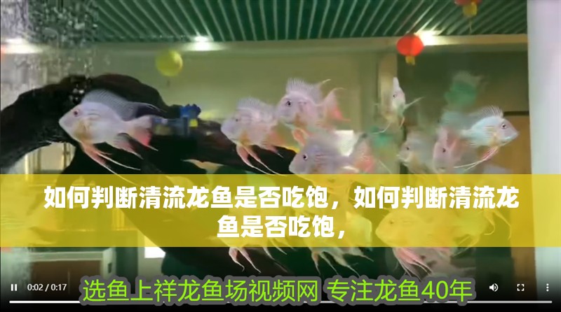 如何判斷清流龍魚是否吃飽，如何判斷清流龍魚是否吃飽，