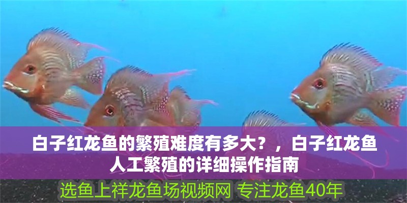白子紅龍魚的繁殖難度有多大？，白子紅龍魚人工繁殖的詳細操作指南