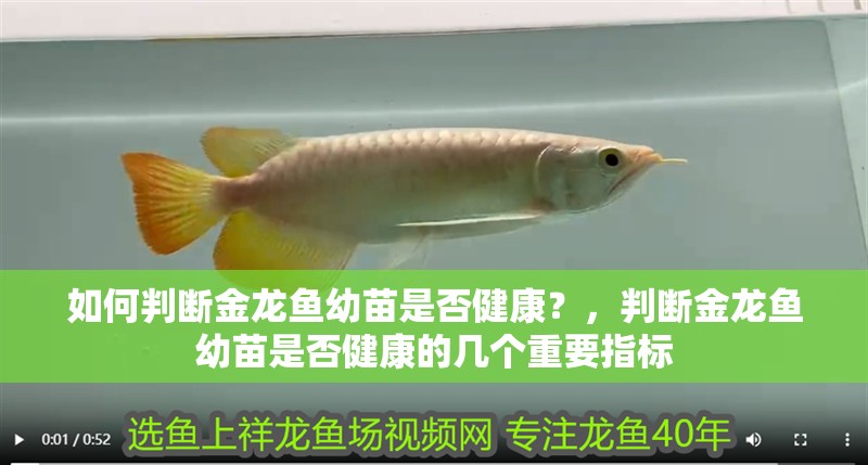 如何判斷金龍魚幼苗是否健康？，判斷金龍魚幼苗是否健康的幾個重要指標