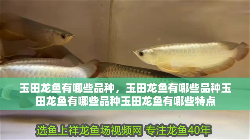 玉田龍魚有哪些品種，玉田龍魚有哪些品種玉田龍魚有哪些品種玉田龍魚有哪些特點