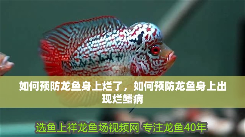 如何預(yù)防龍魚(yú)身上爛了，如何預(yù)防龍魚(yú)身上出現(xiàn)爛鰭病