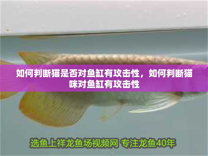 如何判斷貓是否對(duì)魚缸有攻擊性，如何判斷貓咪對(duì)魚缸有攻擊性