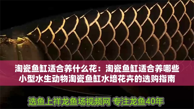 淘瓷魚缸適合養(yǎng)什么花：淘瓷魚缸適合養(yǎng)哪些小型水生動(dòng)物淘瓷魚缸水培花卉的選購指南