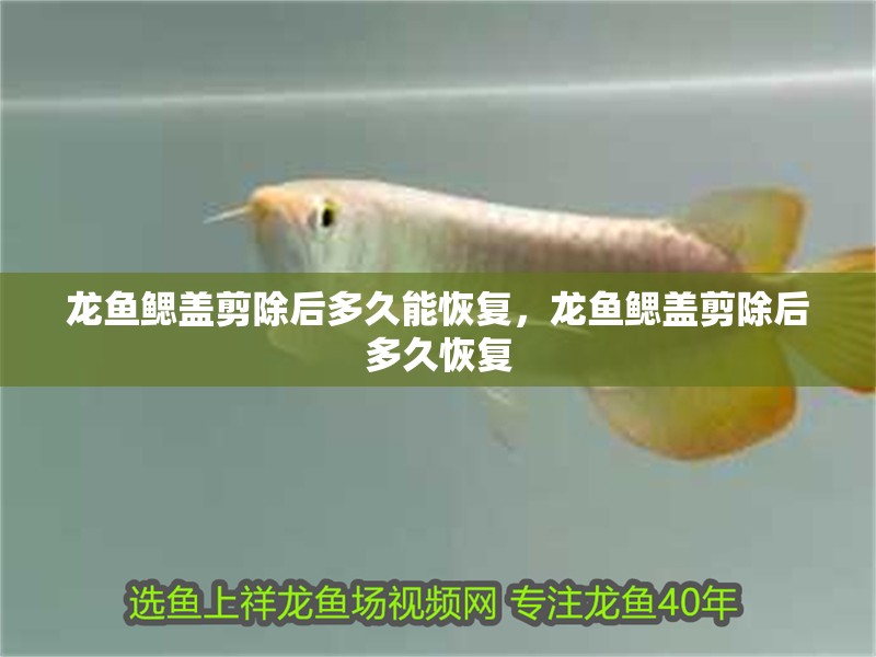龍魚鰓蓋剪除后多久能恢復，龍魚鰓蓋剪除后多久恢復