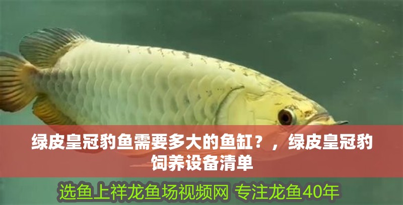 綠皮皇冠豹魚需要多大的魚缸？，綠皮皇冠豹飼養設備清單