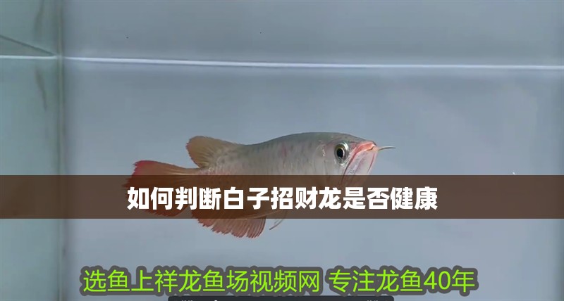 如何判斷白子招財龍是否健康
