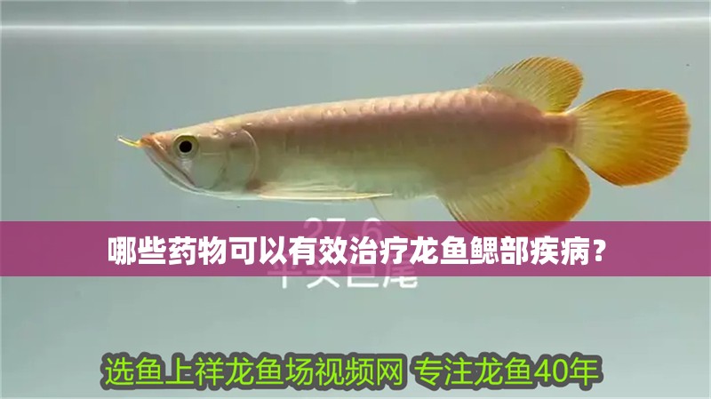 哪些藥物可以有效治療龍魚鰓部疾病？