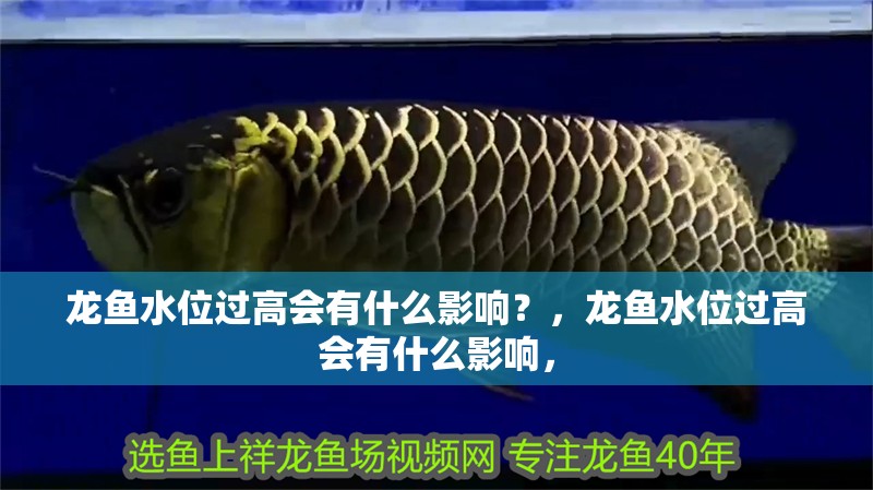龍魚水位過高會(huì)有什么影響？，龍魚水位過高會(huì)有什么影響，