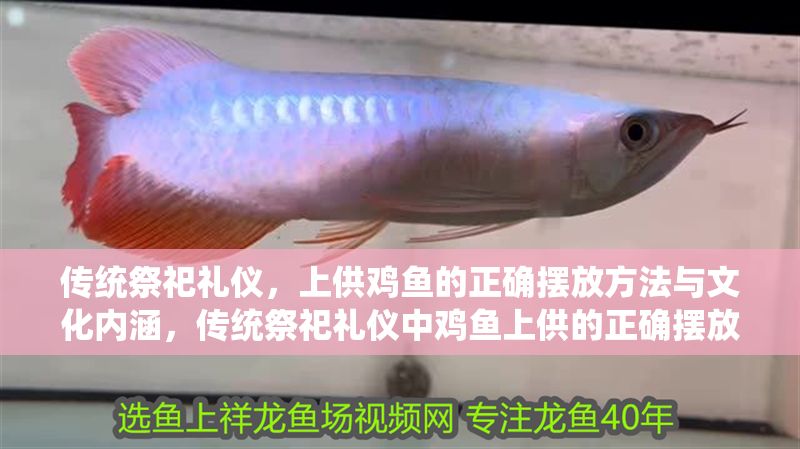 傳統祭祀禮儀，上供雞魚的正確擺放方法與文化內涵，傳統祭祀禮儀中雞魚上供的正確擺放方法及文化內涵解析 傳統祭祀禮儀，上供雞魚的正確擺放方法與文化內涵，傳統祭祀禮儀中雞魚上供的正確擺放方法及文化內涵解析 龍魚百科 第1張