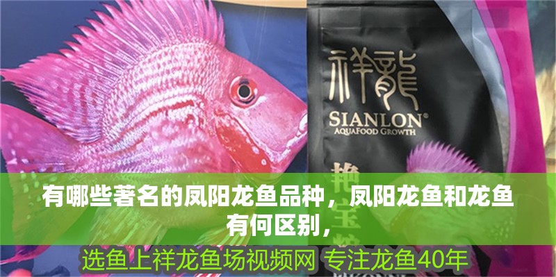 有哪些著名的鳳陽龍魚品種，鳳陽龍魚和龍魚有何區別，