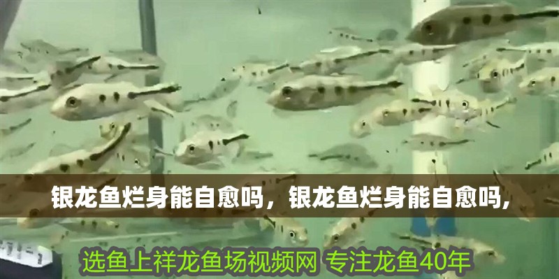 銀龍魚爛身能自愈嗎，銀龍魚爛身能自愈嗎,