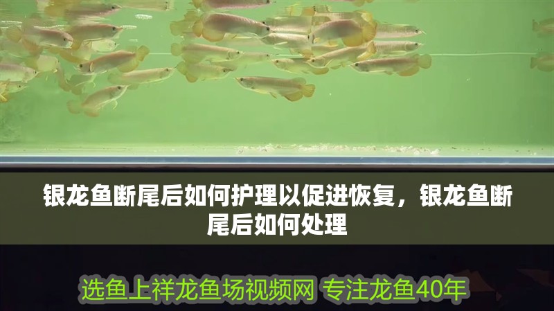 銀龍魚斷尾后如何護理以促進恢復，銀龍魚斷尾后如何處理