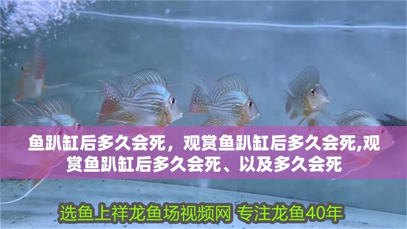 魚(yú)趴缸后多久會(huì)死，觀賞魚(yú)趴缸后多久會(huì)死,觀賞魚(yú)趴缸后多久會(huì)死、以及多久會(huì)死