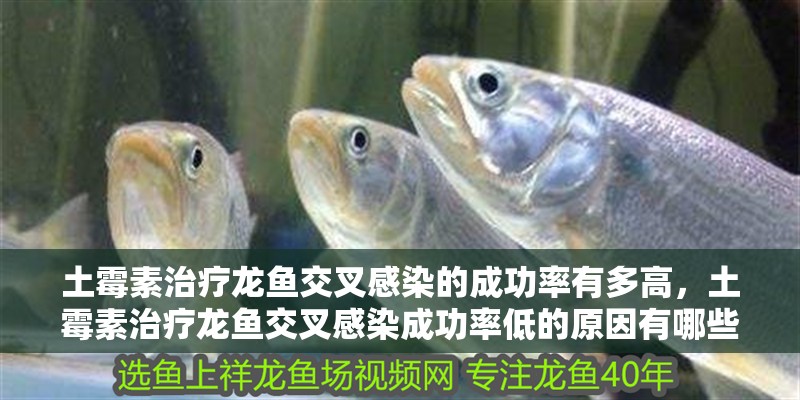 土霉素治療龍魚交叉感染的成功率有多高，土霉素治療龍魚交叉感染成功率低的原因有哪些