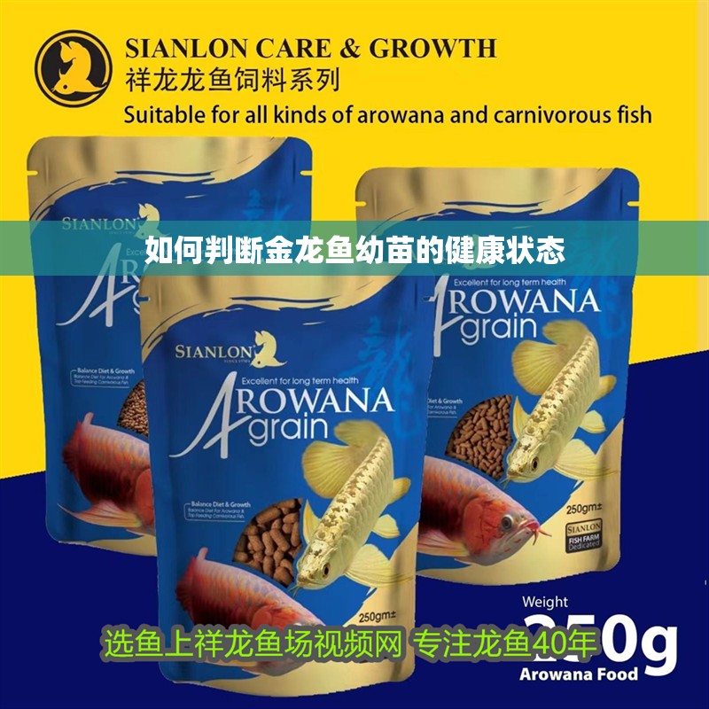 如何判斷金龍魚幼苗的健康狀態