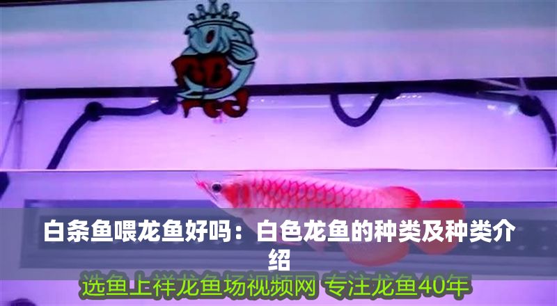 白條魚喂龍魚好嗎:白色龍魚的種類及種類介紹 龍魚百科 第2張 白條魚喂龍魚好嗎:白色龍魚的種類及種類介紹 白條魚喂龍魚好嗎:白色龍魚的種類及種類介紹 龍魚百科 第2張